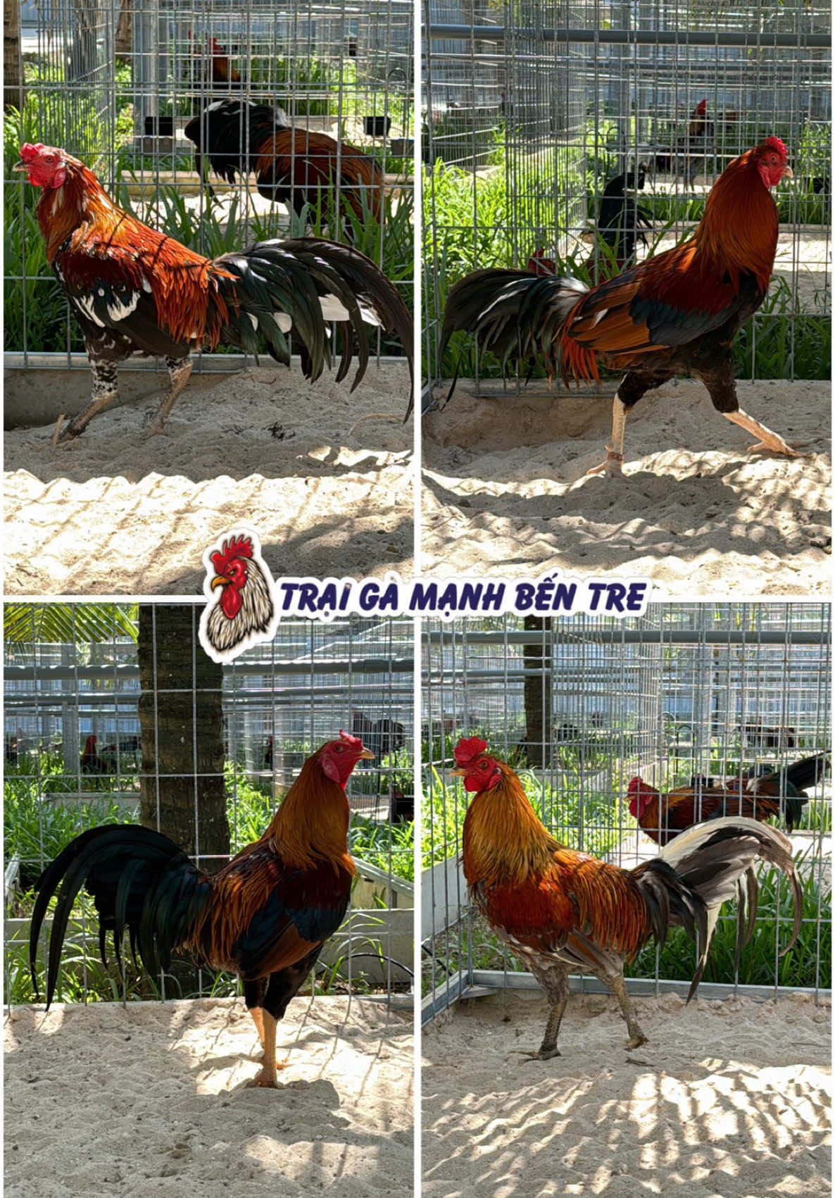 Lên tiếp 4 em gà tơ cho ae - Trại gà Mạnh Bến Tre 08.234567.79 #traigamanhbentre #gamai #traiga #chienke #ganhap #fyp #foryoupage #xuhuong #trending #thinhhanh #viral #tiktok #LearnOnTikTok #xuhuong2024 