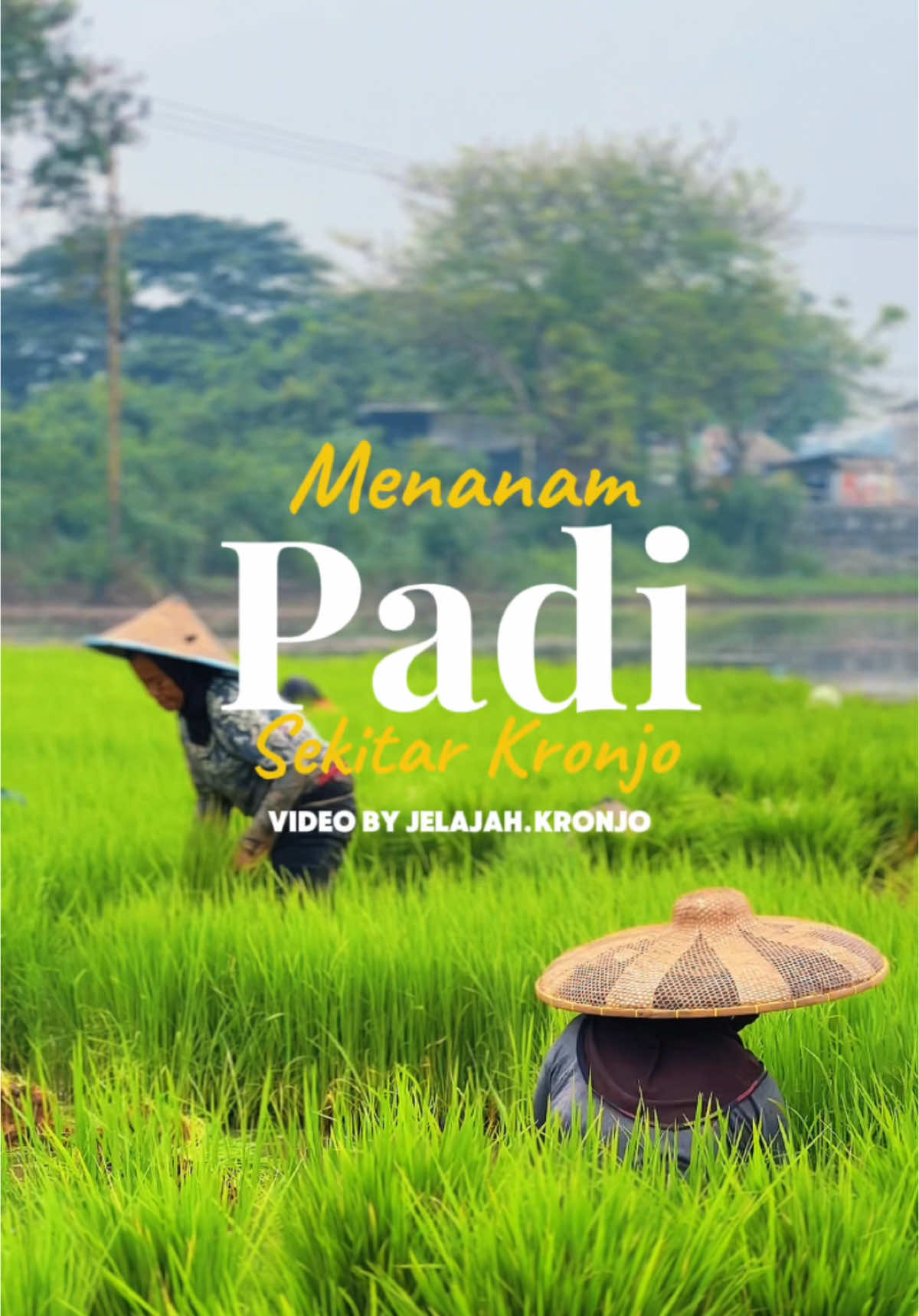 Menanam harapan di setiap langkah 🌾✨ Di balik lumpur dan peluh, ada kisah perjuangan untuk masa depan. Seni yang sederhana, namun penuh makna. #NanamPadi #jelajahkronjo #kronjo #fypシ゚ #fyp #sawah #padi