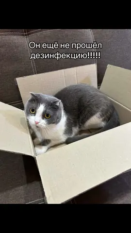 #dog #коргипемброк #собака #рекомендации #cat #кот #fypシ #Meme #харьков 
