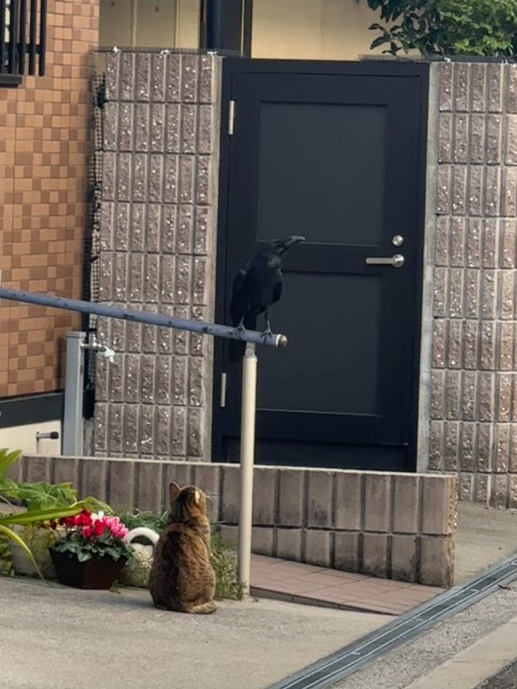 何話してるんだろう🏐#ハイキュー #ゴミ捨て場の決戦 #ねこ #猫 #カラス #音駒高校 #烏野高校 