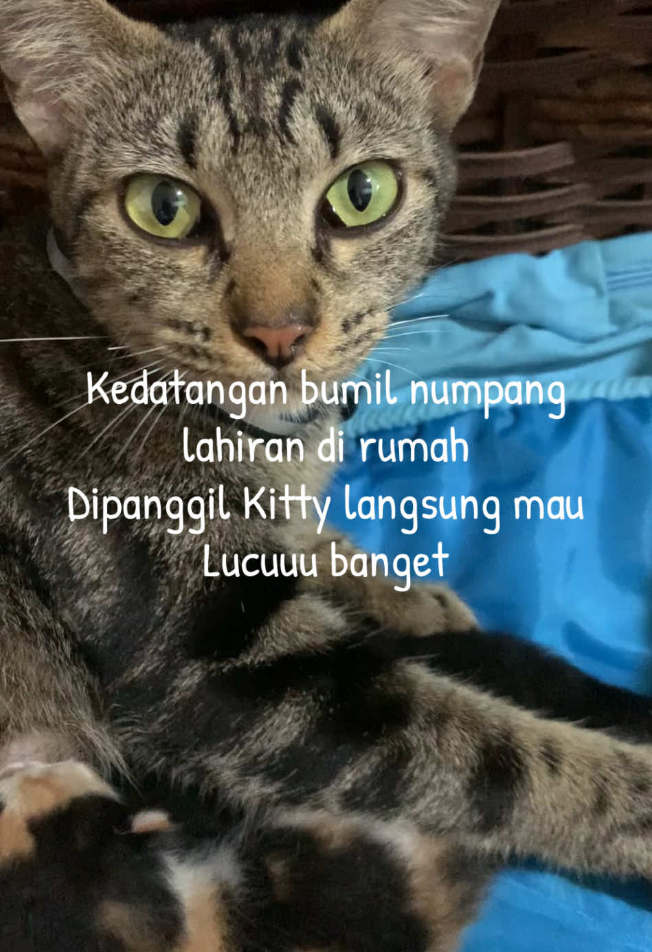 #kucing #fyp #trending #viral #cat #catlover #cats #kucinglucu #kitty #kitten