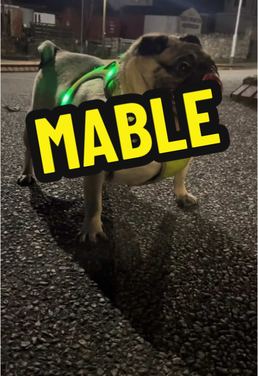 Its oh so quiet mabletheangel pug ##art #dioramah #teeth #dentsl #trump #mrneast #pug #draken #dioramah #ewok #live#fup #fyp 