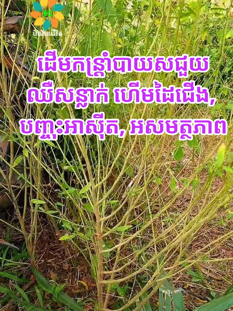 ដើមកន្រ្តាំបាយសជួយឈឺសន្លាក់ ហើមដៃជើង, បញ្ចុះអាស៊ីត, អសមត្ថភាព #បំណិនជីវិត #ViralBeauty #farmlife #ជនបទ 