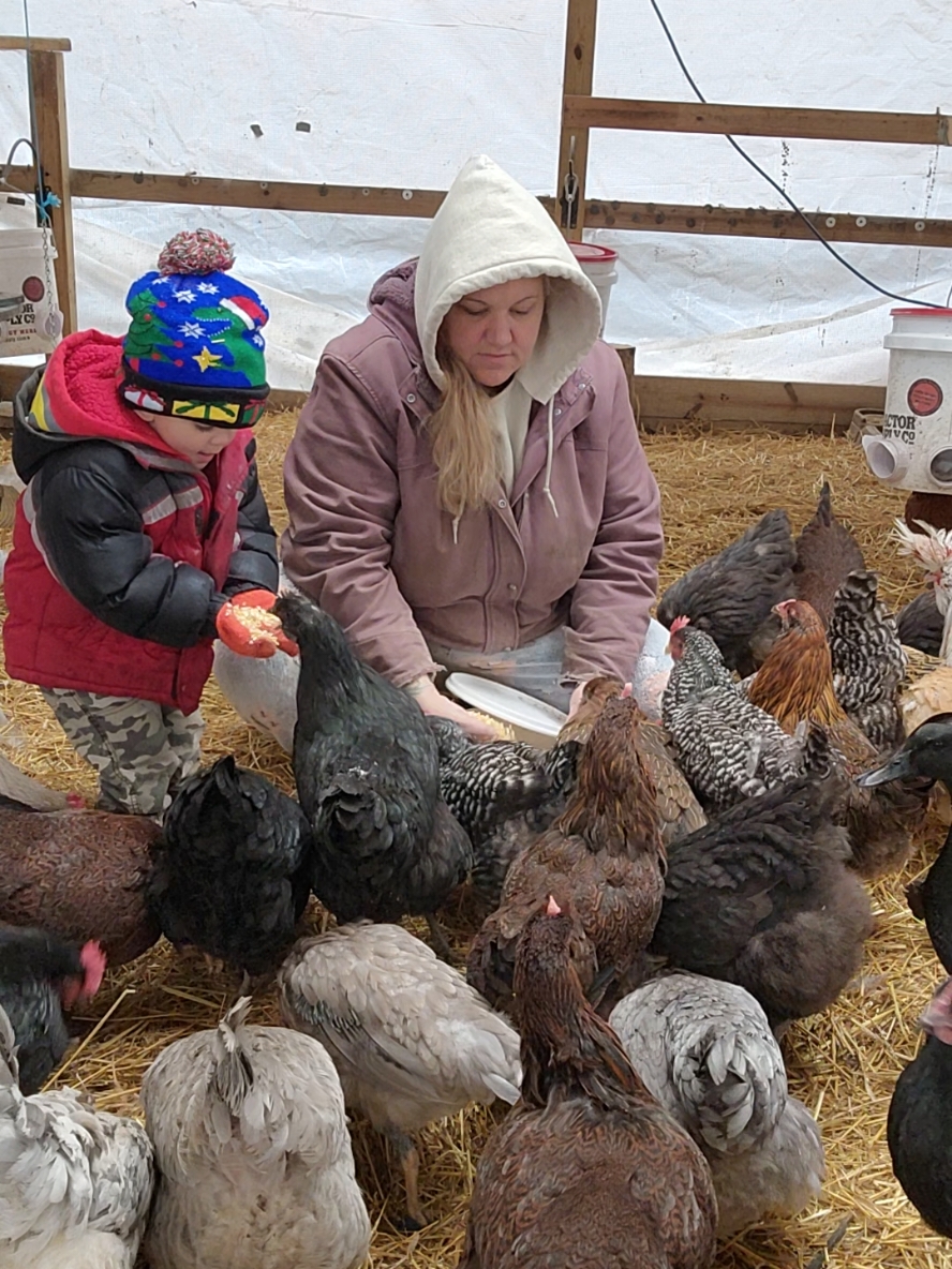 I just lo that my passion for birds and chickens is shared by my Lil ones.. especially my youngest. He just l9ves feeding them snacks and oyster shells and grit and anything he can try to feed them lmao... watch for his lil dance lmao #homesteader #chickens #ducks #backyardflock #livestock #pets #fyp 