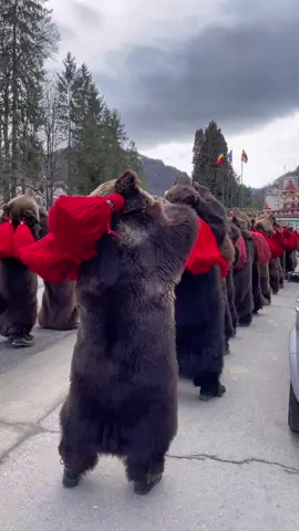 What echoes louder—the roar of the bear or the whispers of an ancient soul? The Dance of the Bear is no mere tradition; it is a ritual that thunders through time, a living chronicle of humanity’s kinship with the wild. In Romania’s frost-laden villages, where the mountains hold their breath in winter’s grip, men don the sacred skins of bears, their bodies transformed into vessels of power and mystery. To the mournful cry of pan flutes and the relentless cadence of drums, they dance—a primal symphony that bridges the ephemeral and the eternal. This ritual, steeped in pagan origins and cloaked in layers of cultural evolution, is far more than a performance. In days of old, the bear was revered as a symbol of renewal, a guardian against misfortune, and a force of nature that could banish darkness. Today, the Dance of the Bear remains a powerful invocation, performed each December to cleanse communities and summon prosperity for the year to come. Entire processions, sometimes with dozens of “bears,” weave through villages, their movements ferocious yet graceful, their purpose rooted in an unspoken understanding of the cycles of life. Bear tamers chant guttural incantations, their voices merging with the pulse of drums, creating a hypnotic atmosphere that blurs the line between reality and myth. But in the flicker of torches and the rhythmic pounding of feet, does the dance awaken something long buried within us all? Perhaps it is the spirit of the bear, or perhaps it is the enduring essence of our shared humanity—a yearning to connect with the untamed, the sacred, the eternal. What do you see in the bear’s movements: a guardian of the past or a harbinger of the future? Video by @Nina  [Romanian Folklore, Dance Of The Bear, Ancient Rituals, Moldavia Traditions, Bucovina Customs, Carpathian Mountains, Winter Festivals, Bear Symbolism, Pagan Mythology, Cultural Heritage, Ancestral Roots, Ritualistic Dance, Romanian Spirituality, Traditional Celebrations, Bear Tamers, Winter Solstice] #romania #danceofthebear #folklore #culturalheritage #ancientrituals #romaniatravel #tradition 