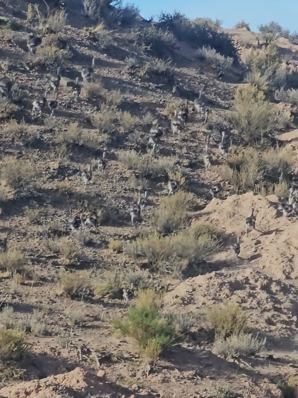 Crias de suris, animales silvestres de nuestra región #suri #aves #crias #bebes #viral_video #audioreal #norlipez #ñandu 