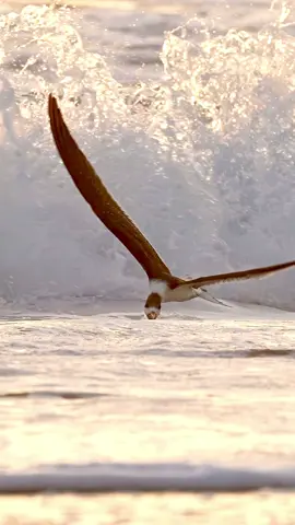 Once again, the Black Skimmer is demonstrating the wonders of aerodynamics. Each twist of the body, each individual feather helping steer while a wall of crashing white water rumbles just behind the bird’s outstretched tail. Like a surgeon’s scalpel, the bird’s lower beak surgically slices through the water with utmost care and precision in hopes of coming into contact with a poor, unsuspecting fish. This attempt might have been unsuccessful, but it doesn’t seem like the bird has a care in the world. It just keeps skimming through the shallows, waiting for that tasty morsel to graze its outstretched beak. So remember, when failure raises its head and stares you in the eye. Just keep skimming because eventually you’ll succeed just like the magical Black Skimmer. 