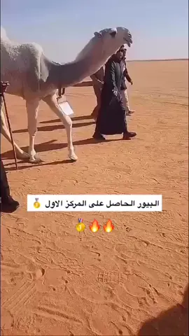 #البيور#سبيع_الغلباء #ابن_راجس_السبيعي#الاول #الصياهد_رماح #صيهد_منيف_🔥🔥 