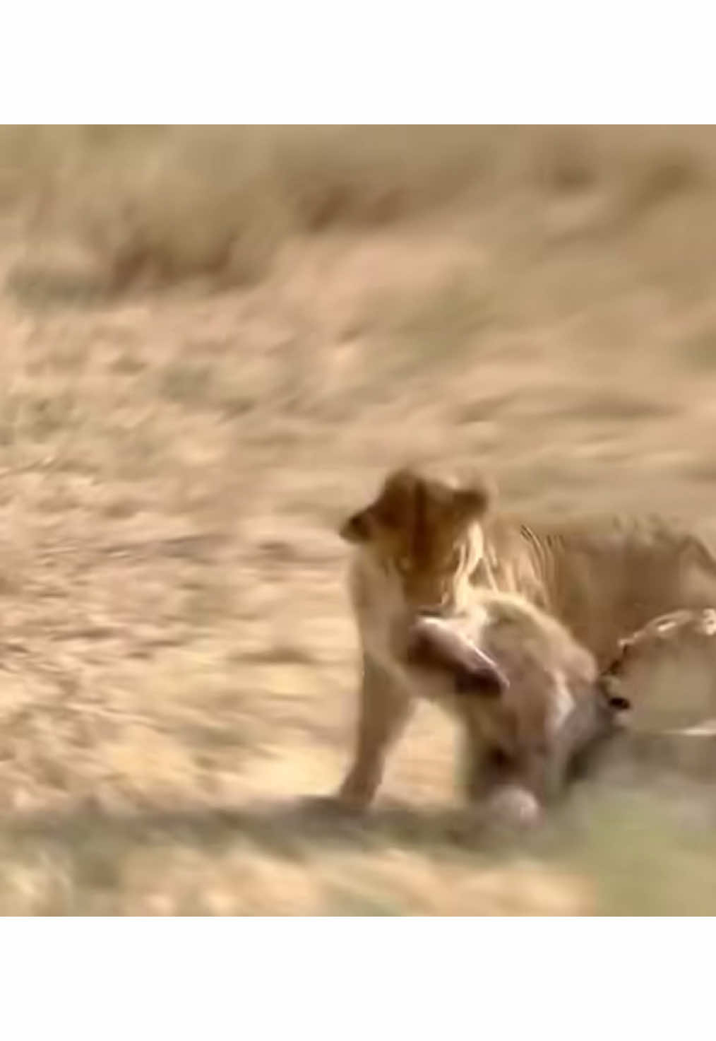 Pride of Lions attack Hyena. 😱 #nature #wildlife #safari #gamedrive #elleafricasafaris #africanwildlife 