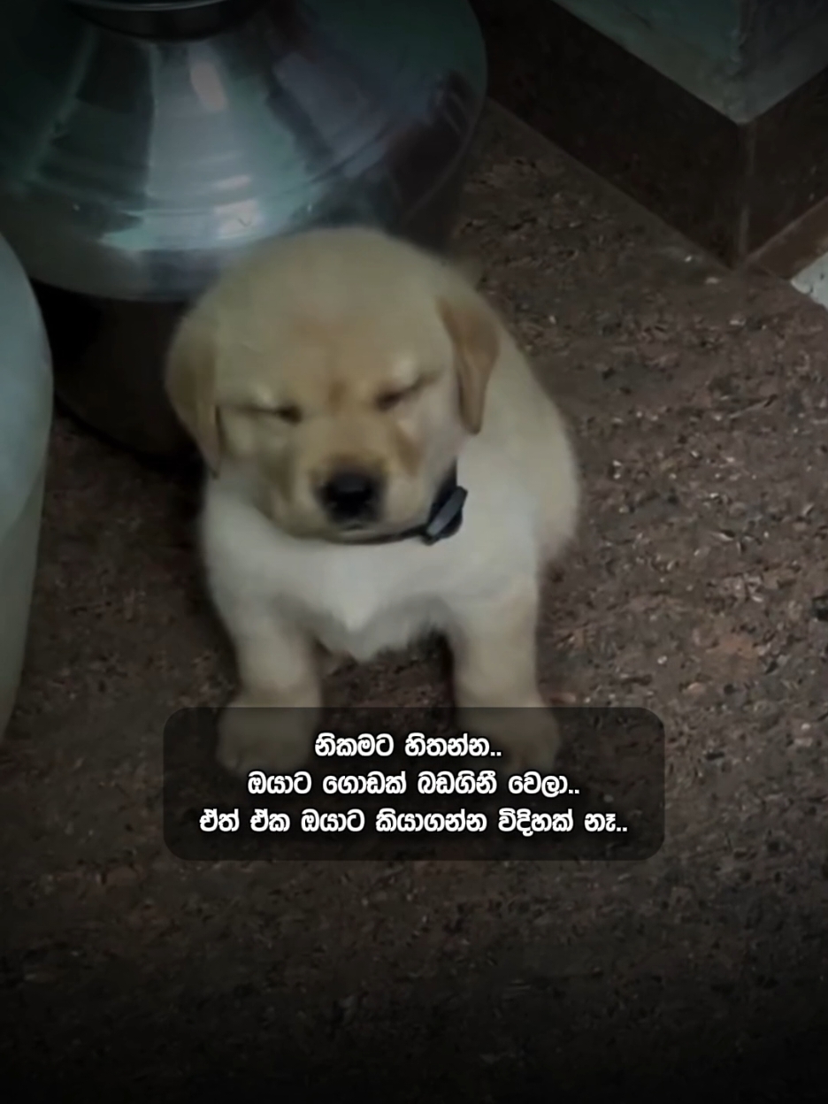 🐶 : මට වෙලාවට කෑම දෙනවද ? මට ගොඩක් බඩකිනී..  #foryou #fypシ #fyp #pouty_me #foryoupage #sad #heartbroken #1m #pain #1millionaudition #pouty_you🥺 