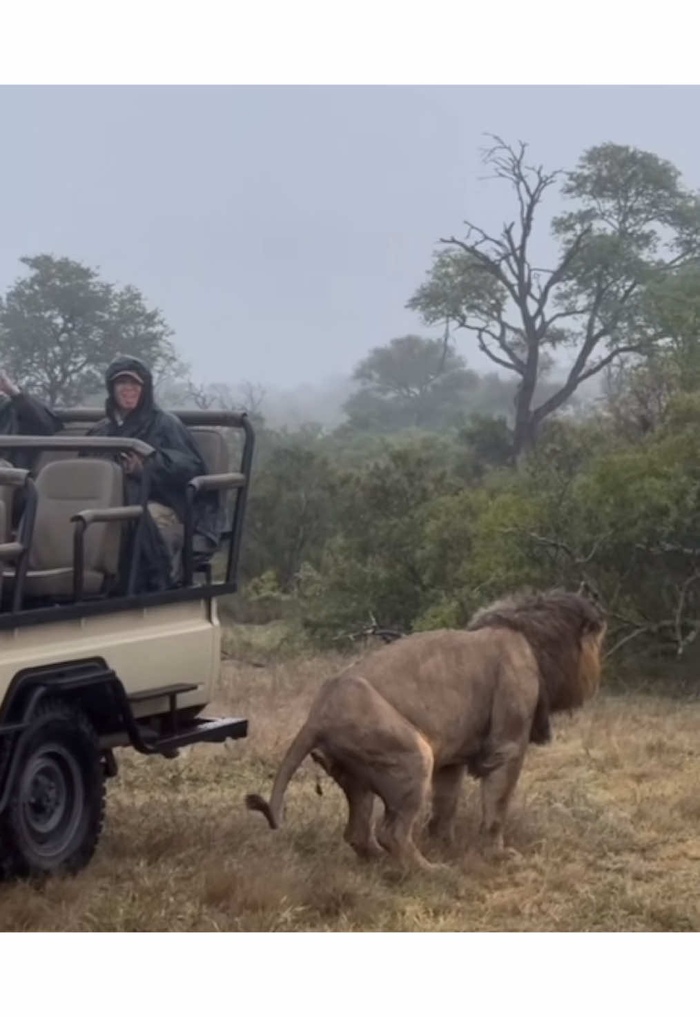 Now that’s a once in a lifetime sighting 🤣🤣. You can’t control where or when the King does his business. 😂 #nature #wildlife #africanwildlife #safari #gamedrive #elleafricasafaris #lion #lions 