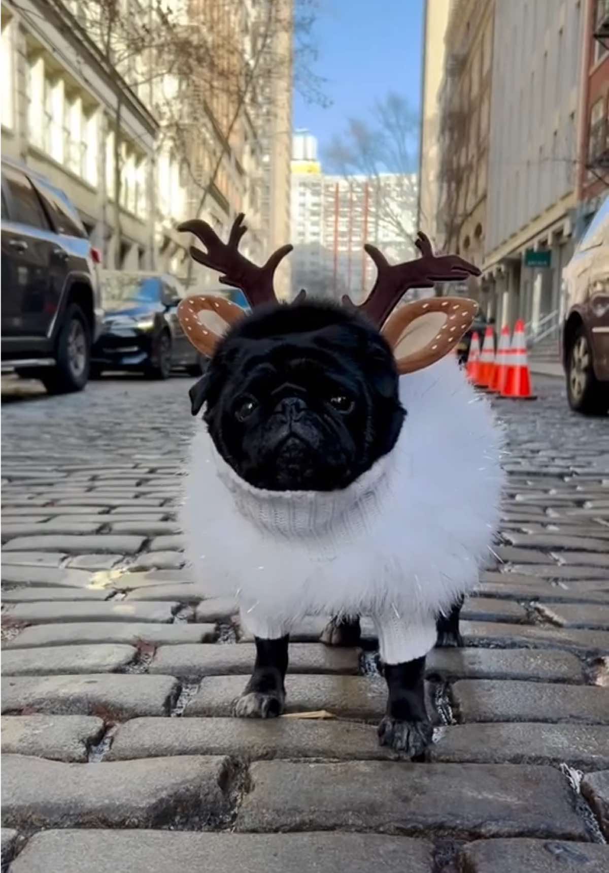 Squishy reindeer speading holiday cheer! 