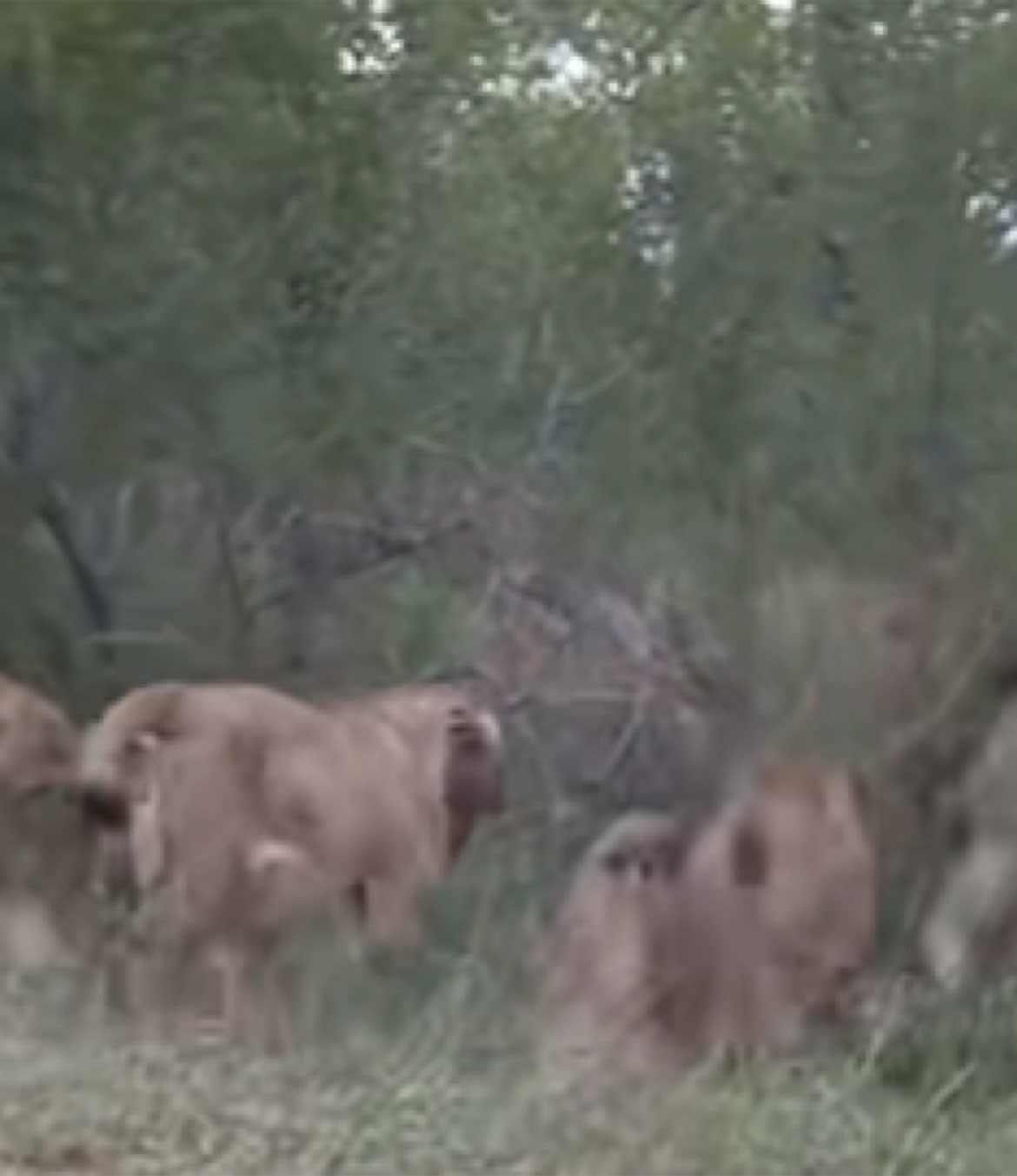 Watch how these Lionesses attack these Lions , to give their cubs time to escape. The Lions were aiming after the cubs . 🙌 #nature #wildlife #africanwildlife #safari #gamedrive #elleafricasafaris #lions #lion #africa 