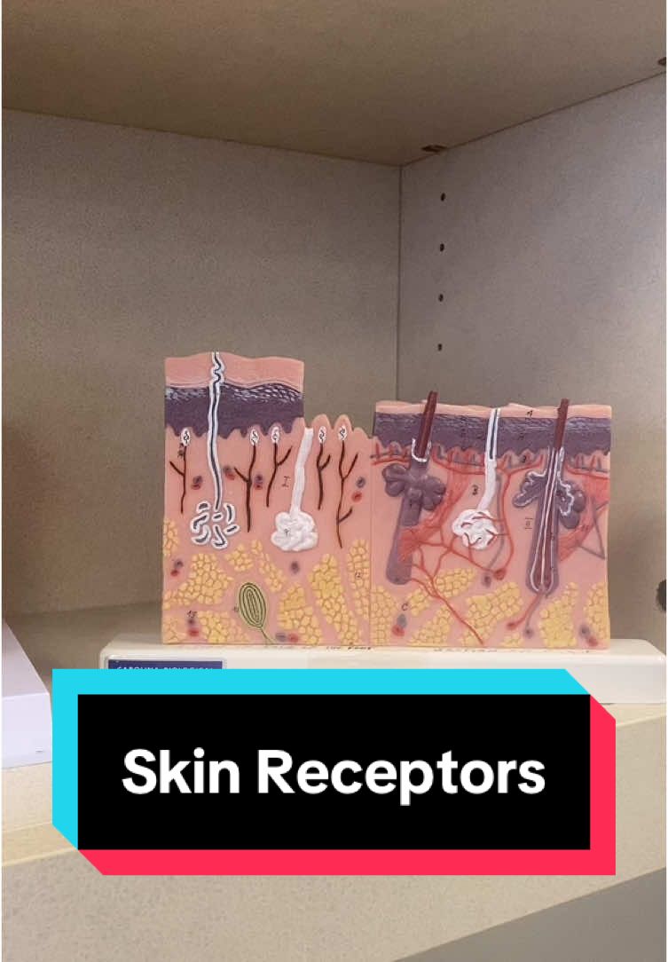 Skin Receptors Anatomy Model #anatomy #humananatomy #anatomymodel #skin #receptors #professorkleinanatomy 