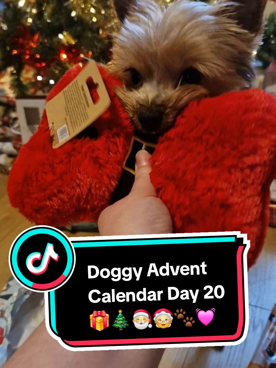 Day 20 - not long now till the big day! 🎅 #yorkieterrier #yorkshireterriers #yorkiemum #yorkiemom #yorkshireterrierlove #yorkiesoftiktok #yorkiemommy #yorkiemummy #yorkiesofficial #dogtok 