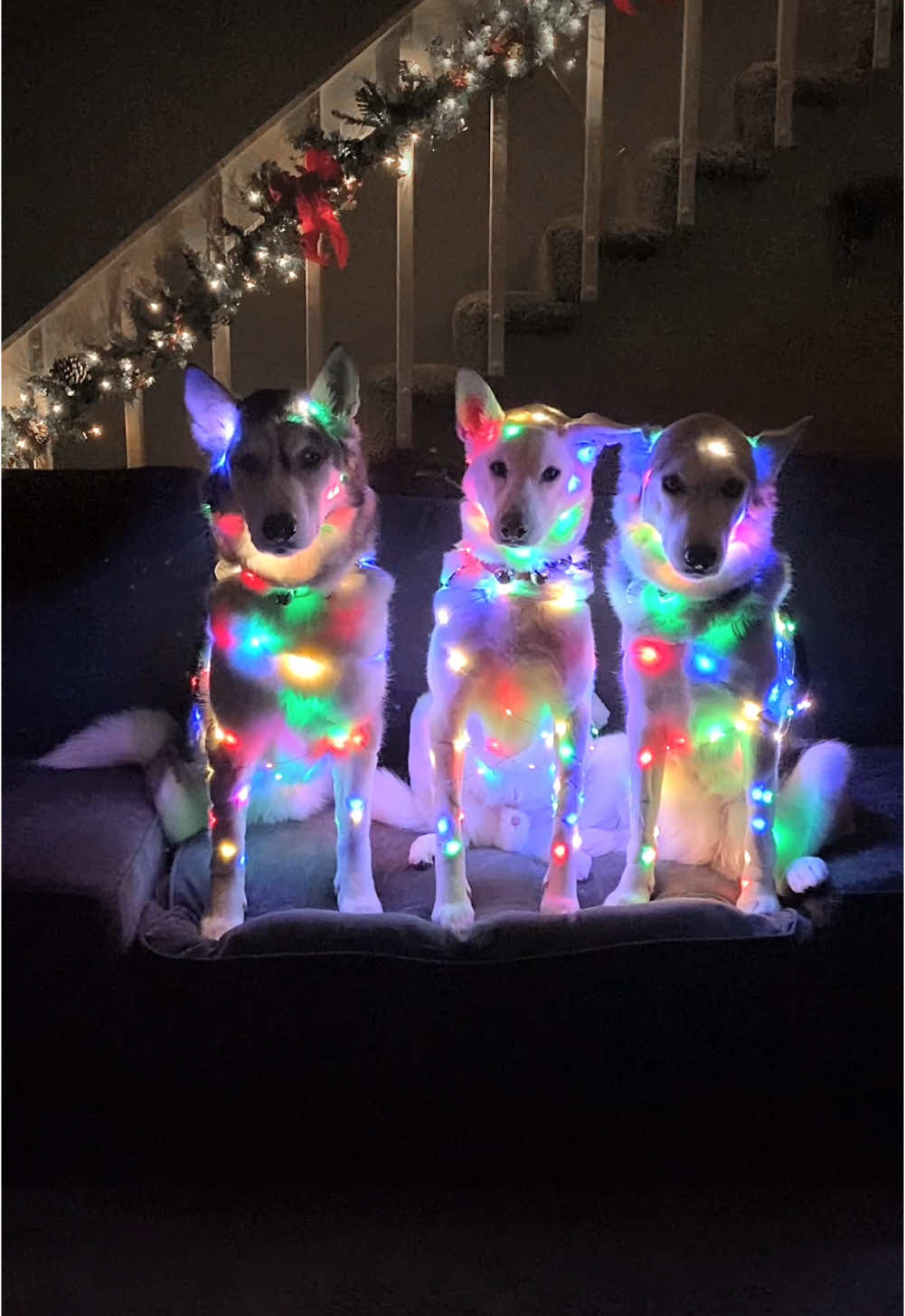 We wish you a merry Christmas!  Send this to someone who’d like some extra holiday cheer! 🥰 #christmas #christmaslights #dogsoftiktok 