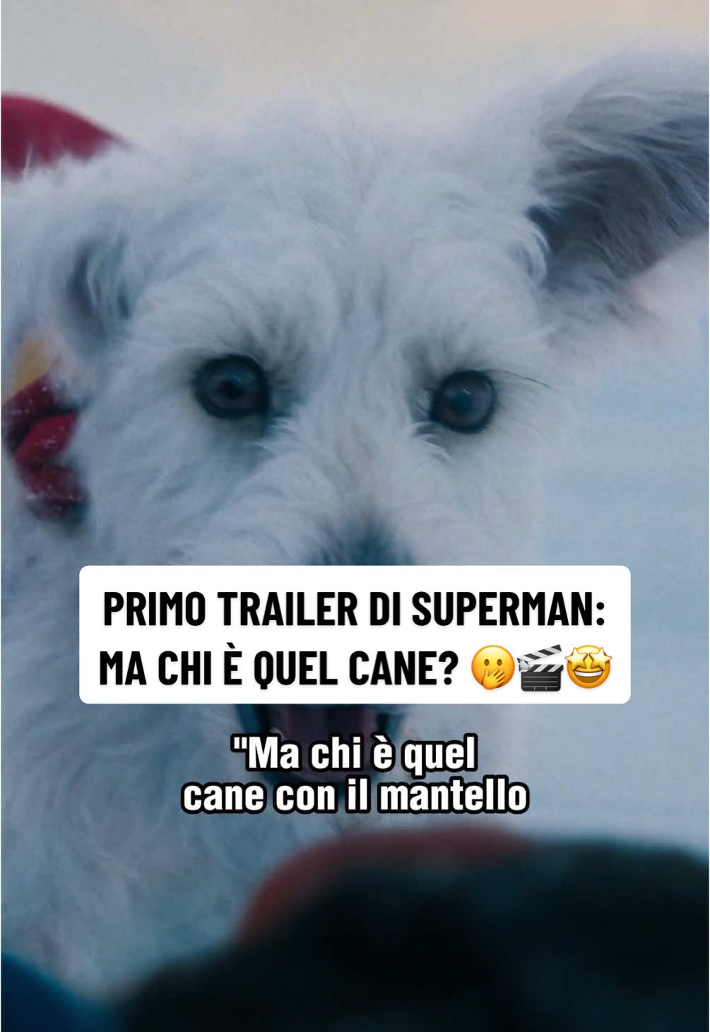 È uscito il primo teaser #TRAILER di #SUPERMAN! 🤩🎬 Ma la conoscete la storia di #Krypto? Fateci sapere che impressione vi ha fatto il trailer! #davedere #cinematok #jamesgunn #dccomics 