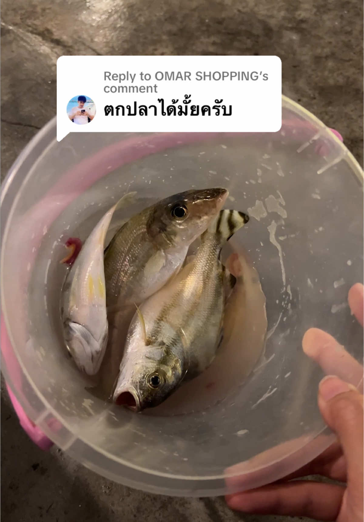 Replying to @OMAR SHOPPING  ตกได้นะครับ ซื้อเหยื่อสดมาเอง หรือให้แพหั่นกุ้งสดให้ก็ได้ ไว้เป็นตัวเลือก เผื่อลมแรงหาหมึกยากครับ 🤩 #ตกหมึก #พี่กมีพูลวิลล่า #ตกปลา 