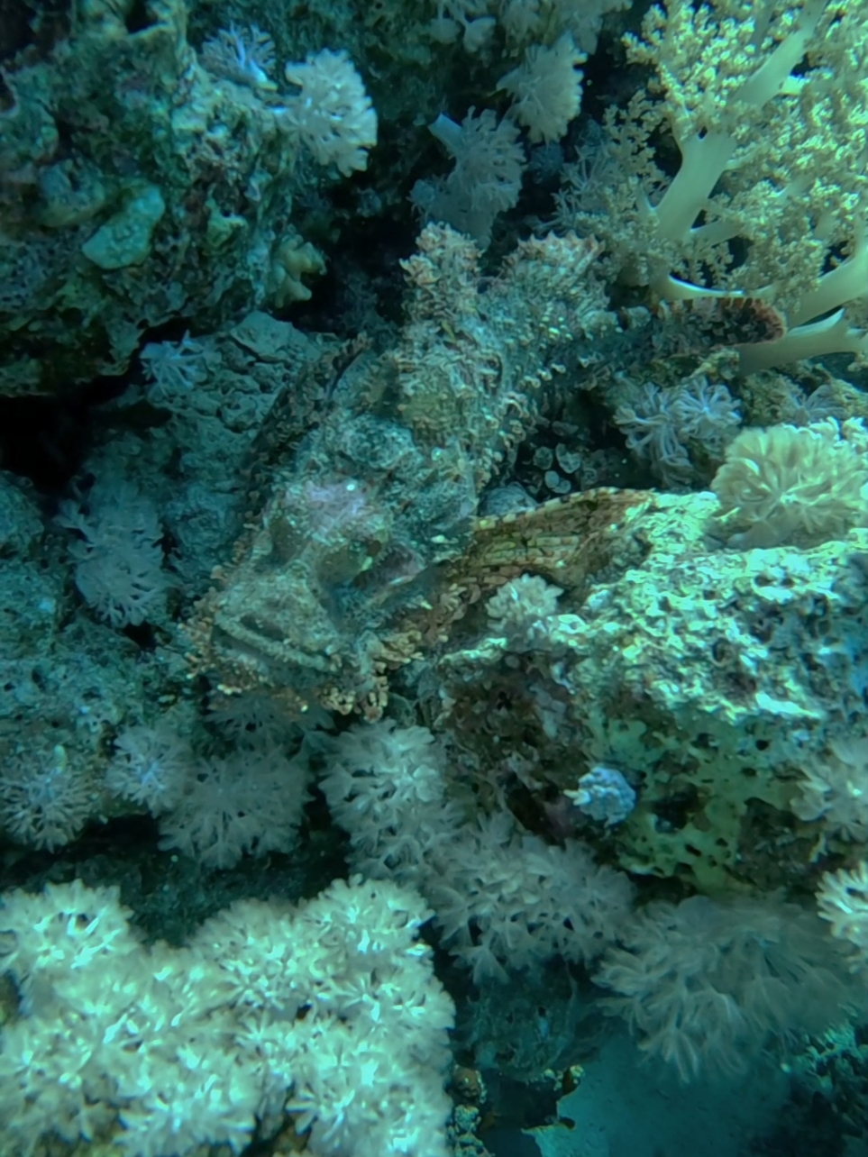 the stone fish with it's wild eyes 👀  #seaworld #sealife #sealovers #sharmelsheikh #southsinai #redsea #underwaterworld #underwaterphotography #divinglife #divers #scuba #scubadiving #freediving #insta360 #marinephotography #shotoftheday #ocean #oceanlife #oceanphotography #reefaquarium #rasmuhammad #diving #canon #wildlife #scubadive #wild #free #Lifestyle #ikelite