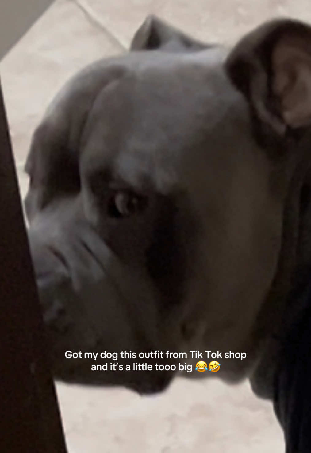 For the first time something’s too big on him lol 😭 it was a XXL #fyp #fypシ #TikTokShop #tiktokshopfinds #dogs #dogsoftiktok #pitbull #pitbullsoftiktok #funnyvideo 