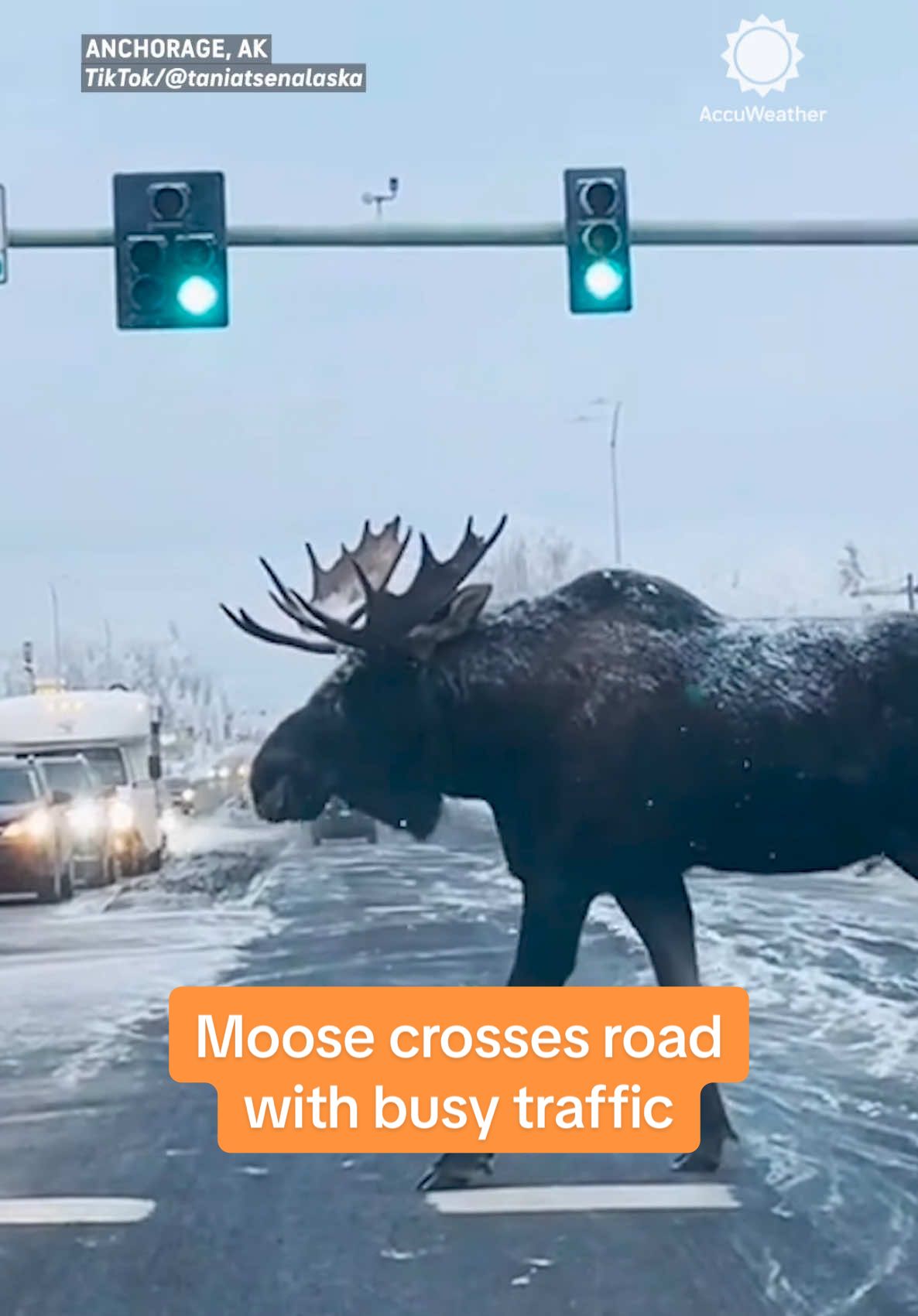 Watch this daring moose jaywalk across a busy road! 🚦🦌 Traffic was fast, but he made it safely. 🎥: @Tania T S  #moose #mooseoftiktok #alaska #alaskalife #animals #wildlife #accuweather 