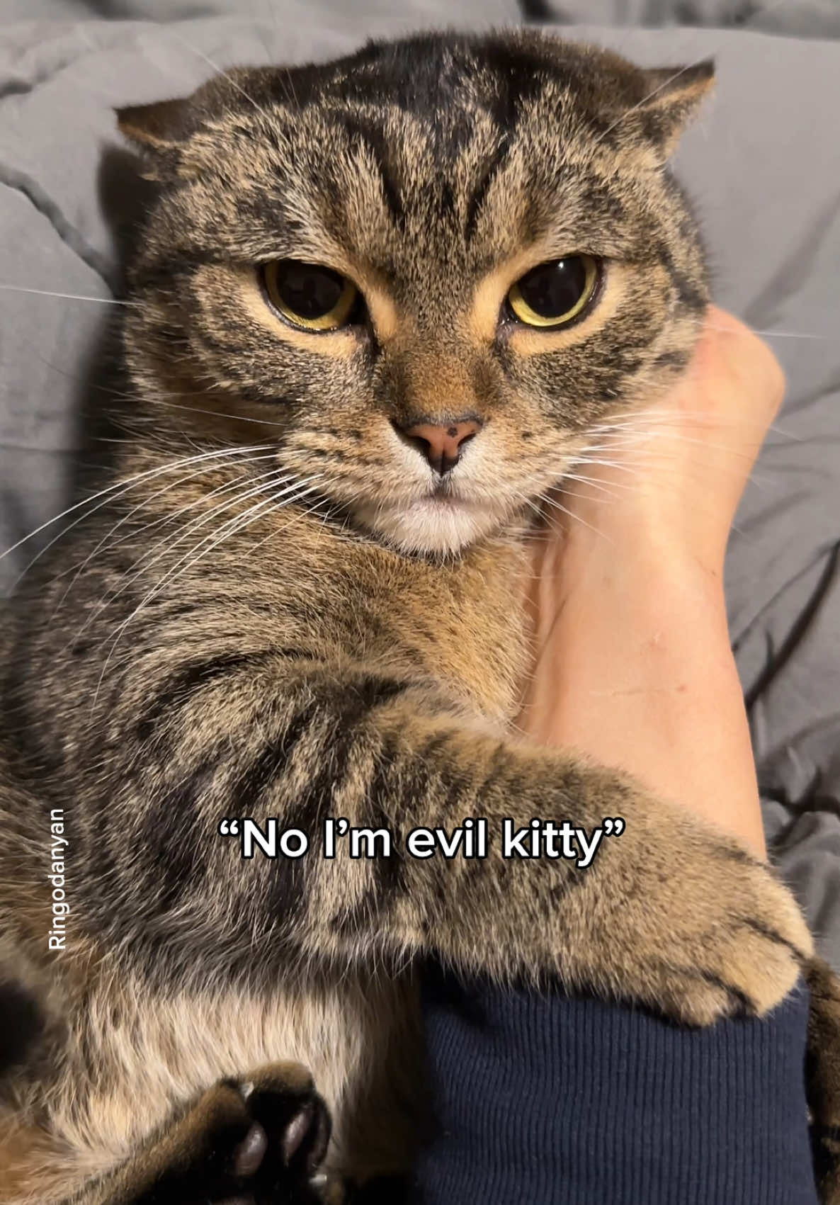 Having an ‘evil kitty' means accepting scratches like these😈 #cute #cat #catsoftiktok 