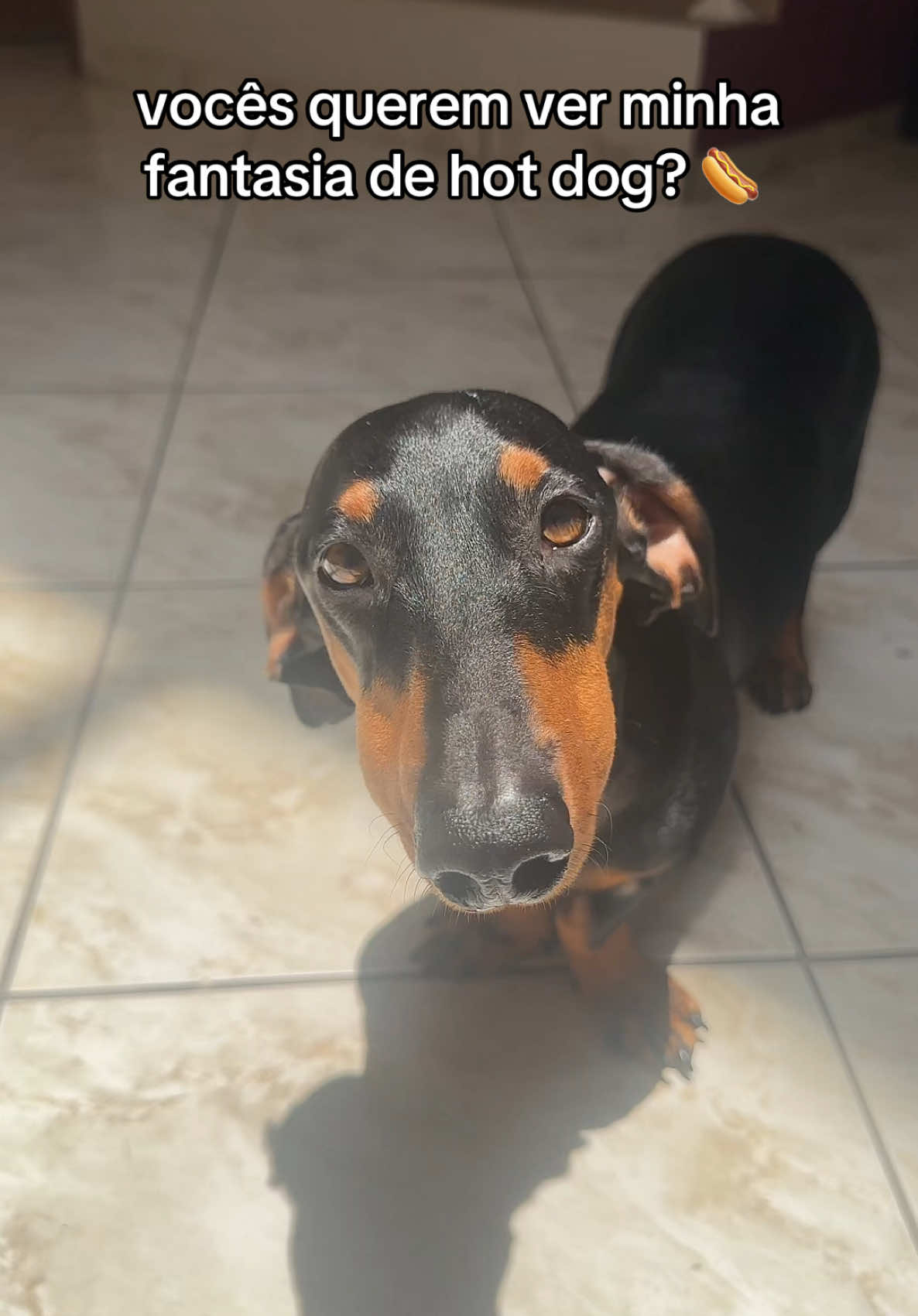 #dachshund #salsicha #cachorrosdotiktok #trends 