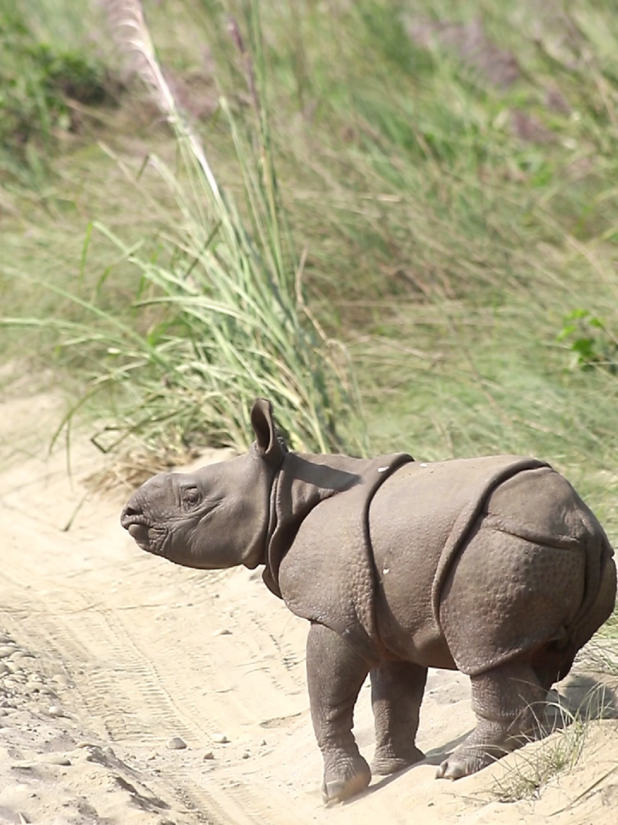 Baby Rhino Calf #rhino #rhinoceros #natgeowild #natgeo #tekmahato #natgeowild #naturelover #tekmahato_phography 