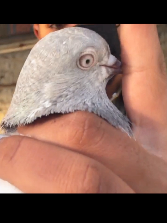 #pigeon #kabouters #newpigeon #trending #kaboutarlovers #pigeon #kabootar #pigeon #kabootar #kabootar #kabootar #kabootar 