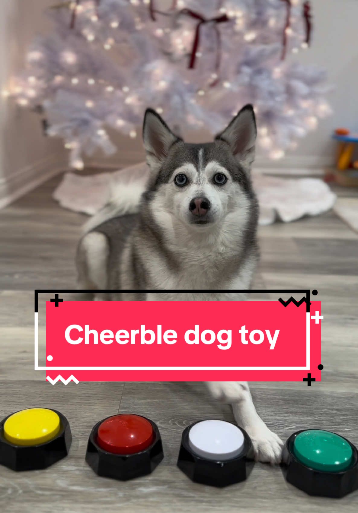 Unwrap Christmas Magic. Gifting joy from @Cheerble ! Get 20% OFF Sitewide and Free gifts with orders over $100 during the Christmas Sale.  Use my code 05SAPPHI to get an extra 5% discount! Link in bio💙 #cheerble #dogtoys #interactivedogtoys #wickedballair #unwrapmagic #merrychristmas #giftingseason #holidayseason #dogs #pomsky 