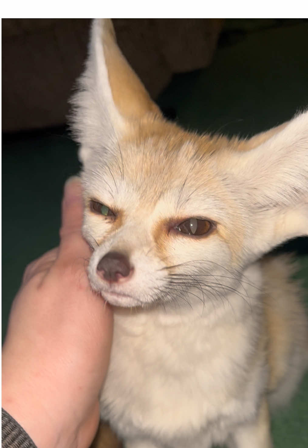 Over a minute of morning lovings with Bella ❤️🦊🐾 #bellathefennecfox #petfennecfox #fennecfox #fennec #fox #pet #morningroutine #morning #goodmorning #morninglovings #lovings #Love #loving @enos.marilyn 