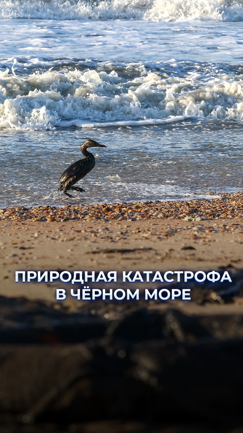 🌊Природная катастрофа в Чёрном море! Из-за крушения танкеров в Керченском проливе произошёл разлив нефтепродуктов. Более 40 км пляжа Анапы превратились в зону отчуждения.  Успеют ли ликвидировать последствия природной катастрофы к открытию купального сезона? Обсудим! #чёрноеморе #нефть #чп #катастрофа #беларусь1 #беларусь #бт #тв #новости #обсудим #рек 