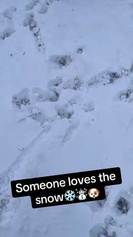 It’s begining to look a lot like Christmas! Best part of the day so far is that Bernard loves the SNOW! So much so he wanted to stay outside and play. What was your pup’s first reaction to snow? 🐶 #snow #snowman #snowdog #dogsofttiktok #fyp #dayinthelife #bernard #dogdaddy #tistheseason #doglover #doglife #WeekendVibes #playtime #snowday #christmascountdown #christmasiscoming 