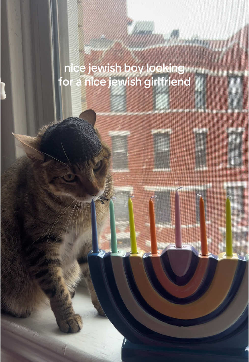 Hanukkat season 🕎 #catsoftiktok #shabbatshalom #hanukkah 