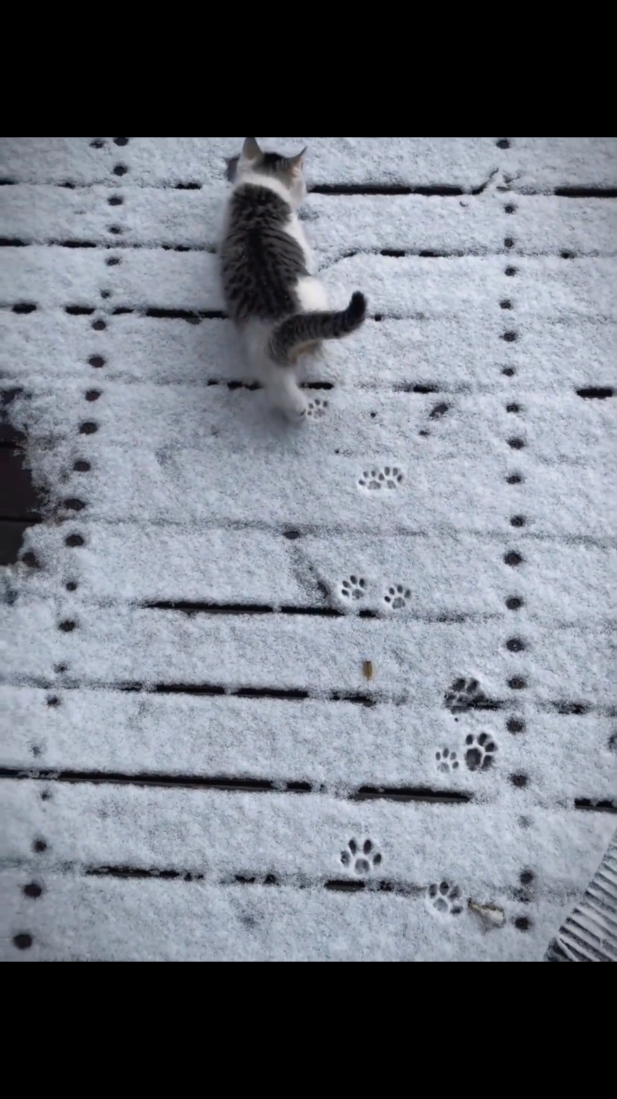 There is a little painter in the snow🎨#funny #funnyvideos #Kitty #catlover #kucing #meow #cute #fyp #cutebaby #cutecat 