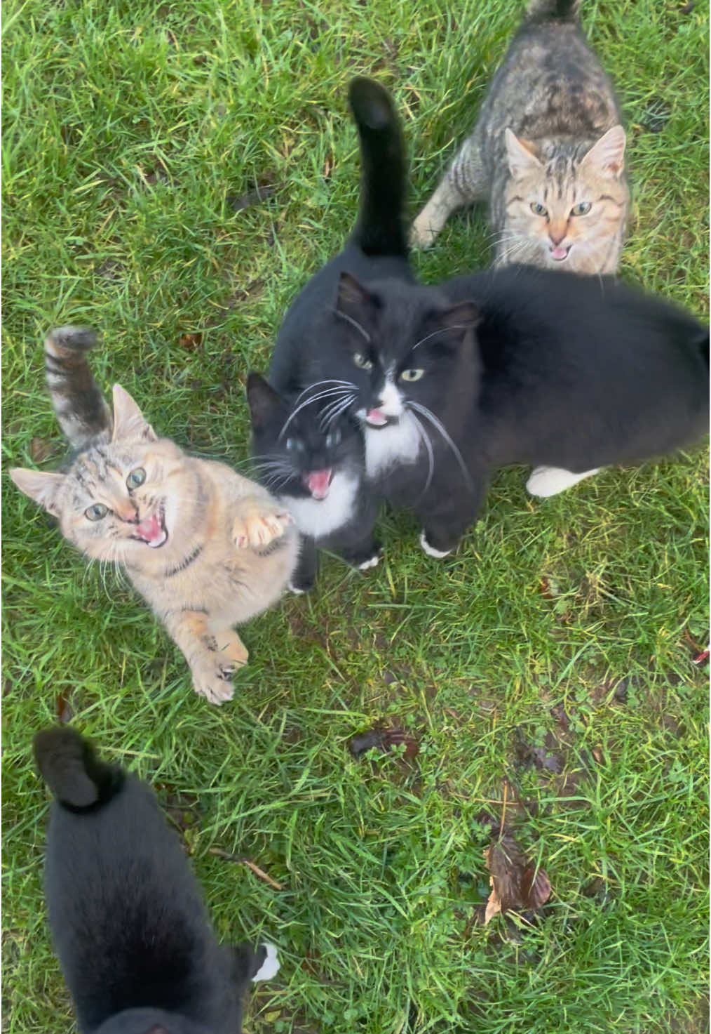 FEEDING TIME 🐈‍⬛ #kittens #cats #pets 