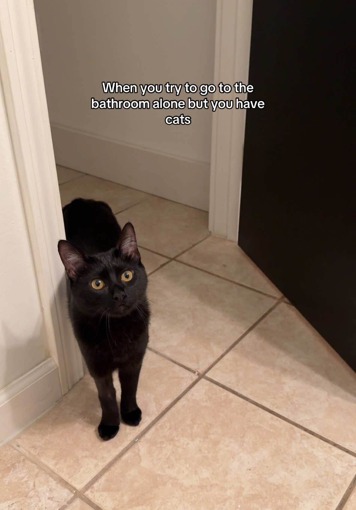 Oh my bad I thought I could have a moment of privacy #lifewithcats #catthings #funny #girlythings #catcontent #funnycatsoftiktok #funnycatsoftiktok #foryou #ednamode #relatable 