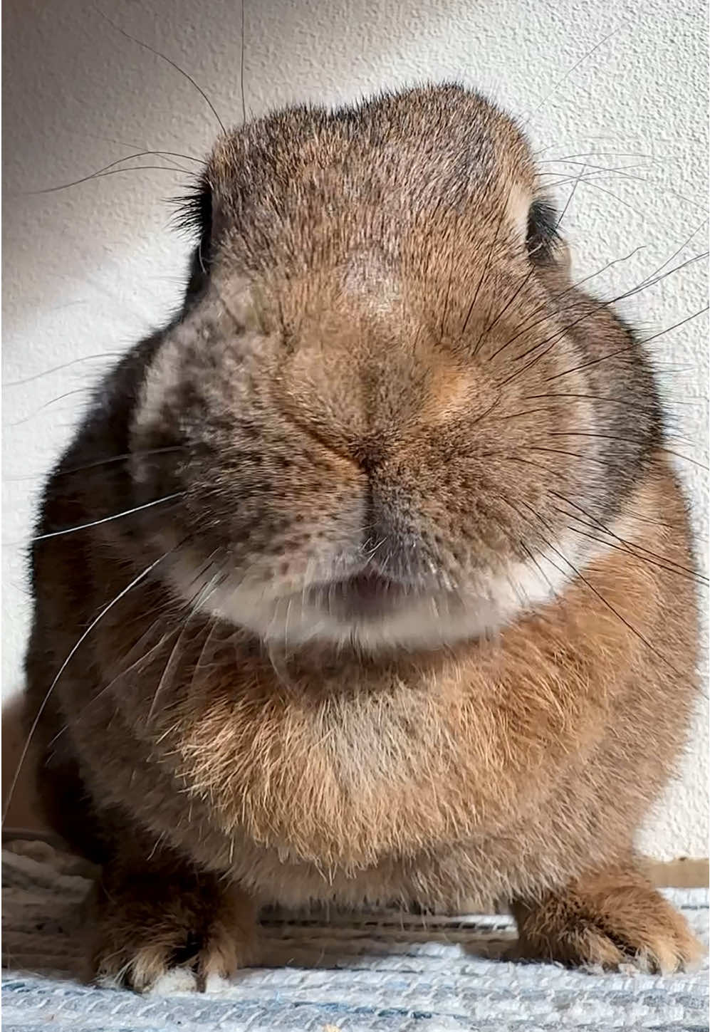 Oh no, now the ear thief has caught Wilma as well. Fortunately, she doesn't seem to be bothered by it 😆 #rabbits #rabbitsoftiktok #cuterabbit #cutepet #chonkosaurus #kaninchen #kaninchenliebe ##foryou 