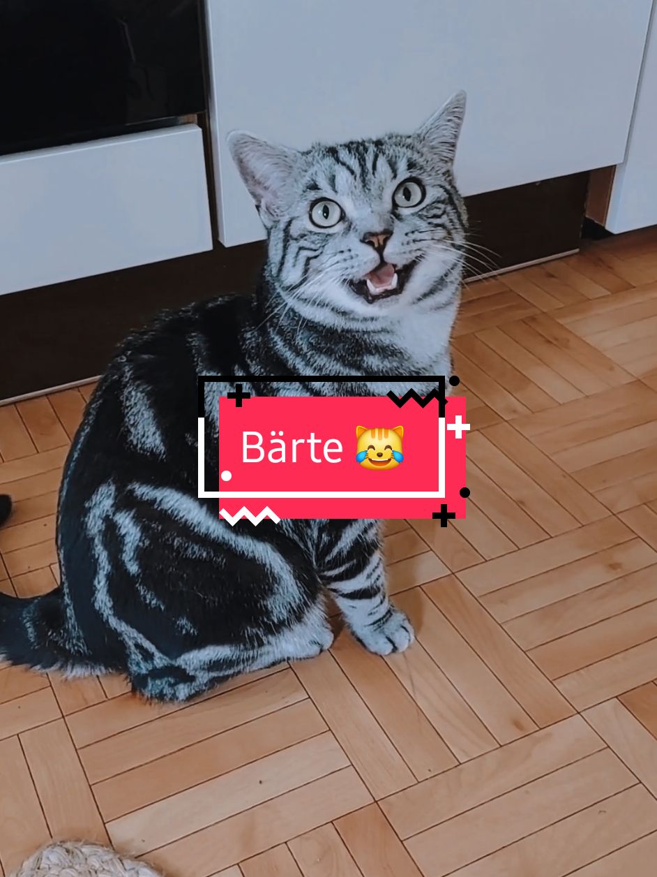 😹🙃😁 Schönen Freitag Abend ihr Lieben 🥰 #catsoftiktok #cattok #catsvideo #catlover #catlife #cutecat #britishshorthair #funnyvideos😂 #funnycat #katze #katzen #katzenvideos #katzenliebe #katzenauftiktok #pets #witzig #lustig #lachen #laugh #humor #tik_tok #tiktoker #fürdich #fürdichpage #foryoupage❤️❤️ #goviral #fypviral #fypppppppppppppppppppppp 