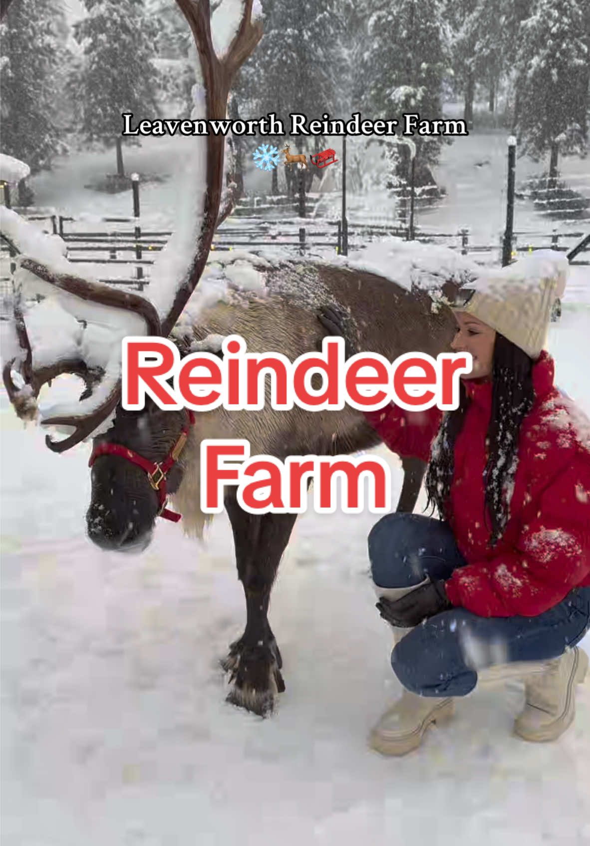 You just cant make this up😍 #leavenworthwashington #leavenworth #leavenworthwa #leavenworthreindeerfarm #reindeerfarmleavenworth #reindeergames #reindeerfarm #reindeer @Leavenworth Reindeer Farm 