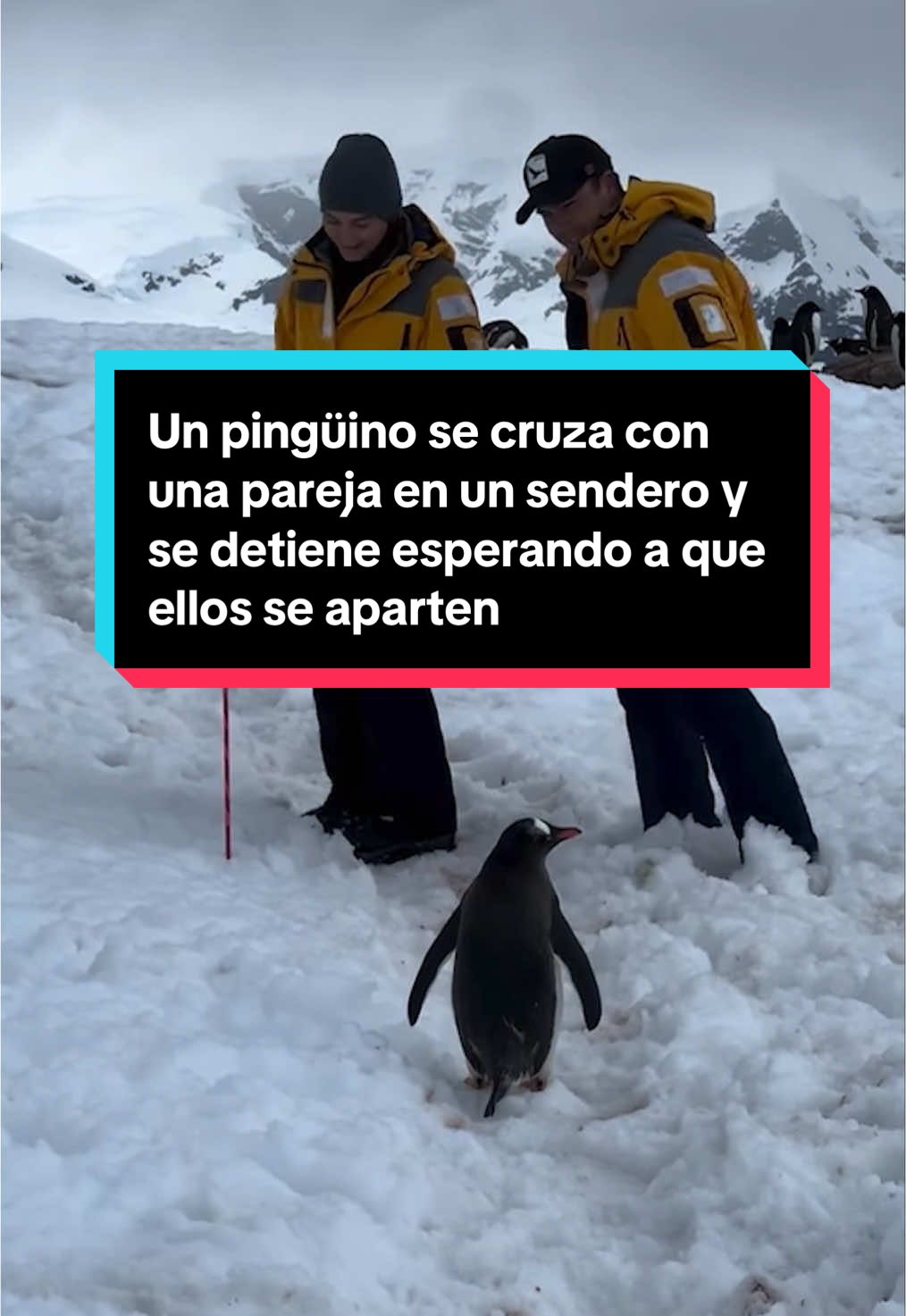 🐧❤️ Un pingüino papúa se cruza con una pareja en un sendero y se detiene esperando a que ellos se aparten para poder seguir caminando    👉 Ha ocurrido en la Península Antártica y el gesto del animal se ha hecho viral en redes sociales #pinguino #penguin #bonito #gracioso #viral #papua #peninsulaantartica #antartica #nieve #hielo #abrazo 