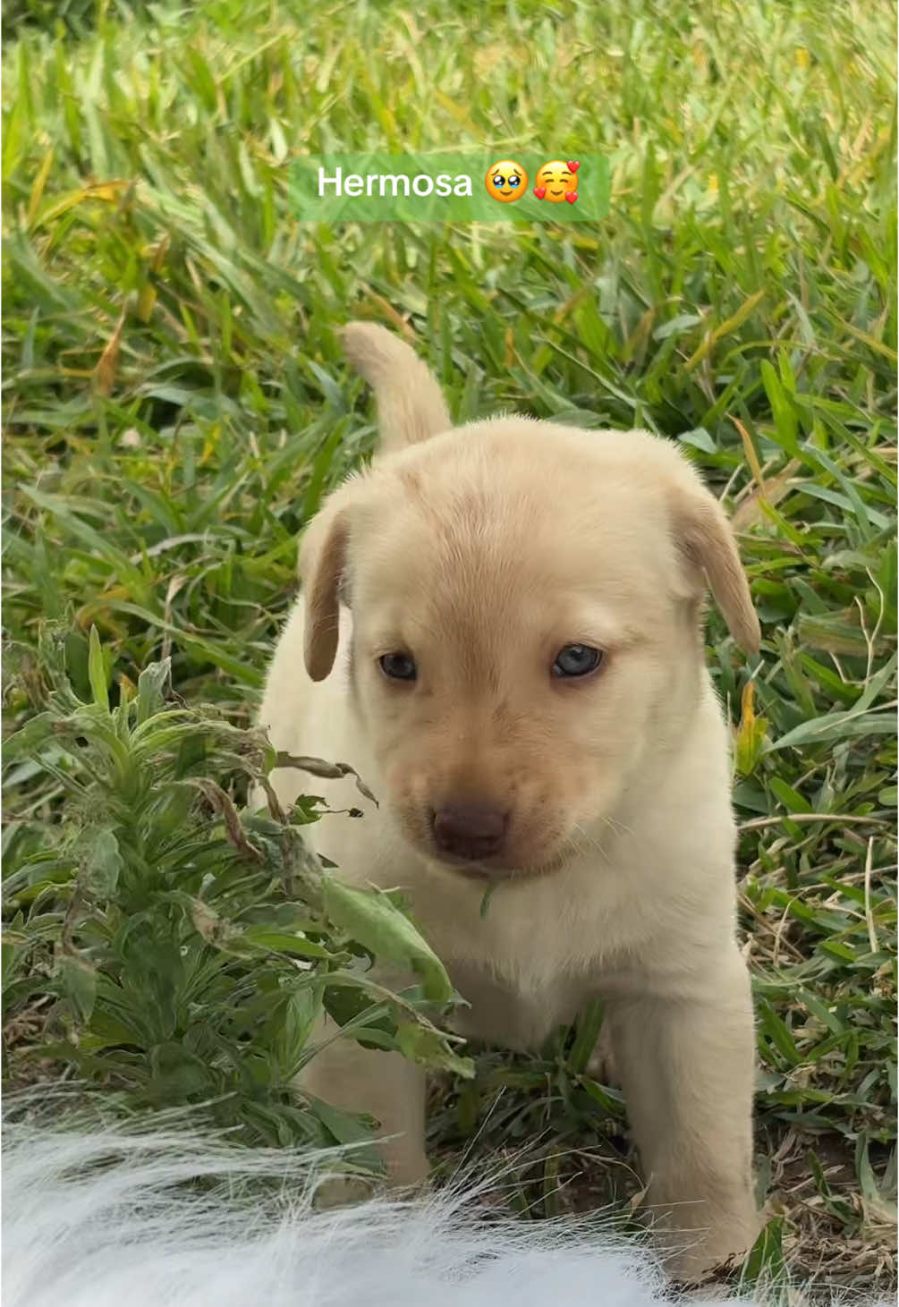 Información en nuestro perfil 💚 #labrador #cachorro #navidad 