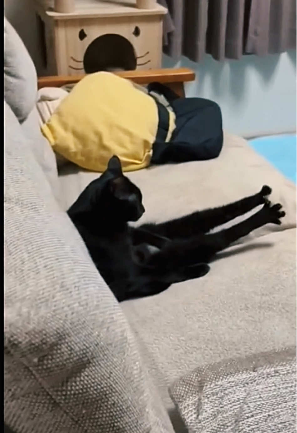 🤣FUNNY CATS🤣 #funnycat #badcat #cattiktok #funnyvideo #funnypets #funnyanimals 