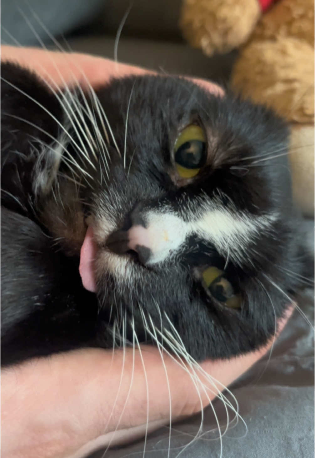 we’ll let you in on the secrets too🤫🤫 #fyp #cattok #blep #mlem #petlover #mypet #mycat 