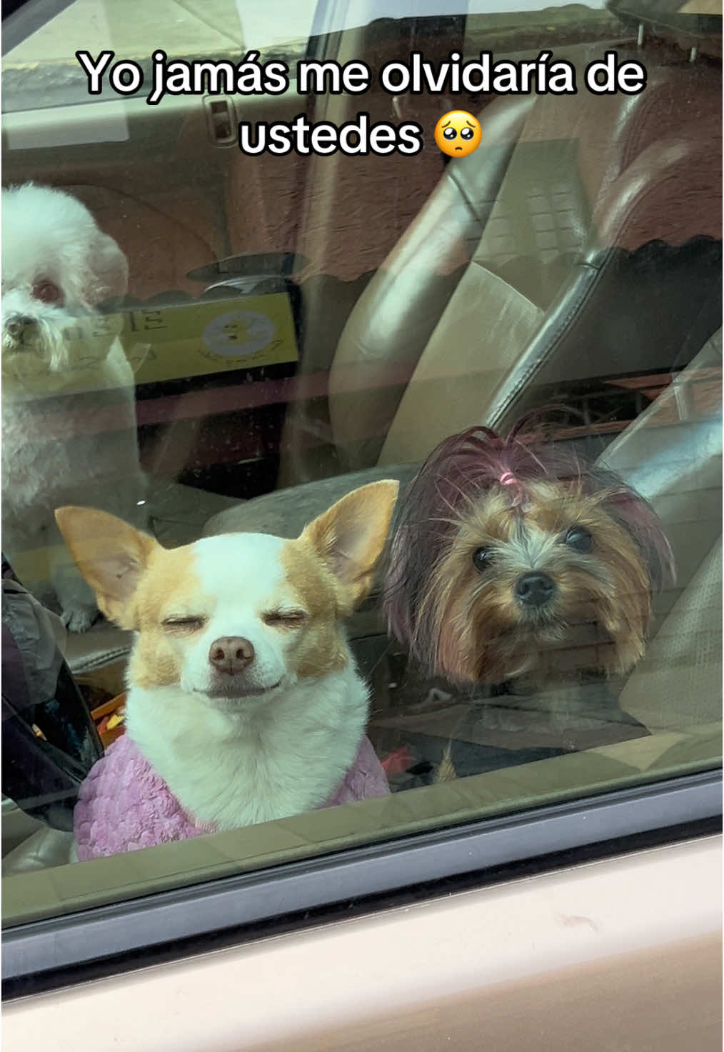 Como alguien puede olvidar sus lomitos en su auto, sin oxígeno 😭😭😭 #doglover #perrostiktokers #bogotacolombia #bogota #perrhijos #chihuahuafanclub #chihuahualove #chihuahuastiktok #justiciaparacoco #maltratoanimal #maltrato #perrosdetiktok #bogota #chihuahuas #bogotá 