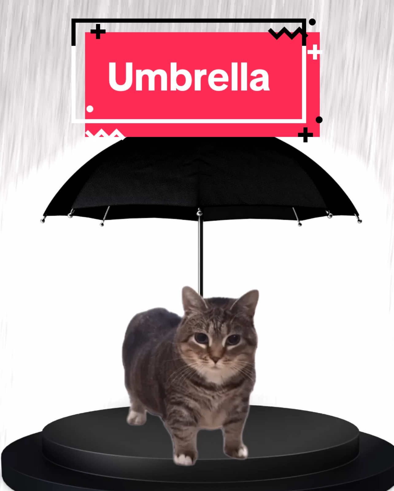 Oi a cat’s umbrella #cats #catsoftiktok 