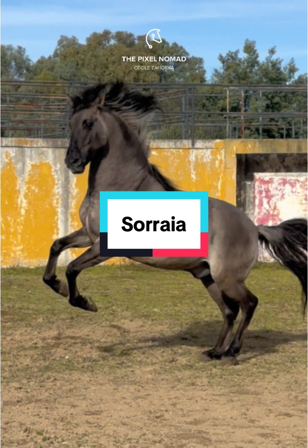 I have more than 5 minutes nonstop footage of this boy bucking 😅 SORRAIA horse Negus in Altér Real stud Portugal during our photoshooting.  Sorraia Horse are a critically endangered horse breed. The photos and videos were taken for my project Forgotten Horses and have the goal to raise awareness to disappearing horse breeds and preserve equine diversity. 📖 Would you like more stories and photos about rare horse breeds? You can order my book FORGOTTEN HORSES now! More information, a look inside the book and links to shops: https://thepixelnomad.com/forgotten-horses-the-book/ #thepixelnomad #equineexplorers  #explore_forgottenhorses #explore_freehorses #explorer_tour #sorraia #sorraiahorse  #equinephotography 