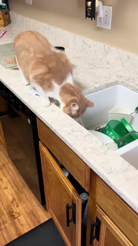 I hv sweet friends. #catsoftiktok #orangecat #orangecatbehaviour #begging #cats thank you amy. We live you. 
