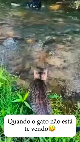 #foryou #catsoftiktok #cat #fyp #funny #tiktok #funnycat #funnycats #funnycatsoftiktok 