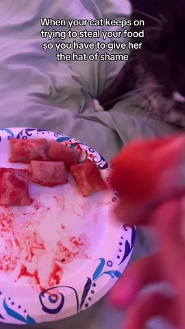 Dont worry i took the hat off right after the video and gave her a piece of pizza roll because I felt bad😭##fypシ゚##fyp##fypシ゚viral🖤tiktok☆♡🦋myvideo##bigbackactivities